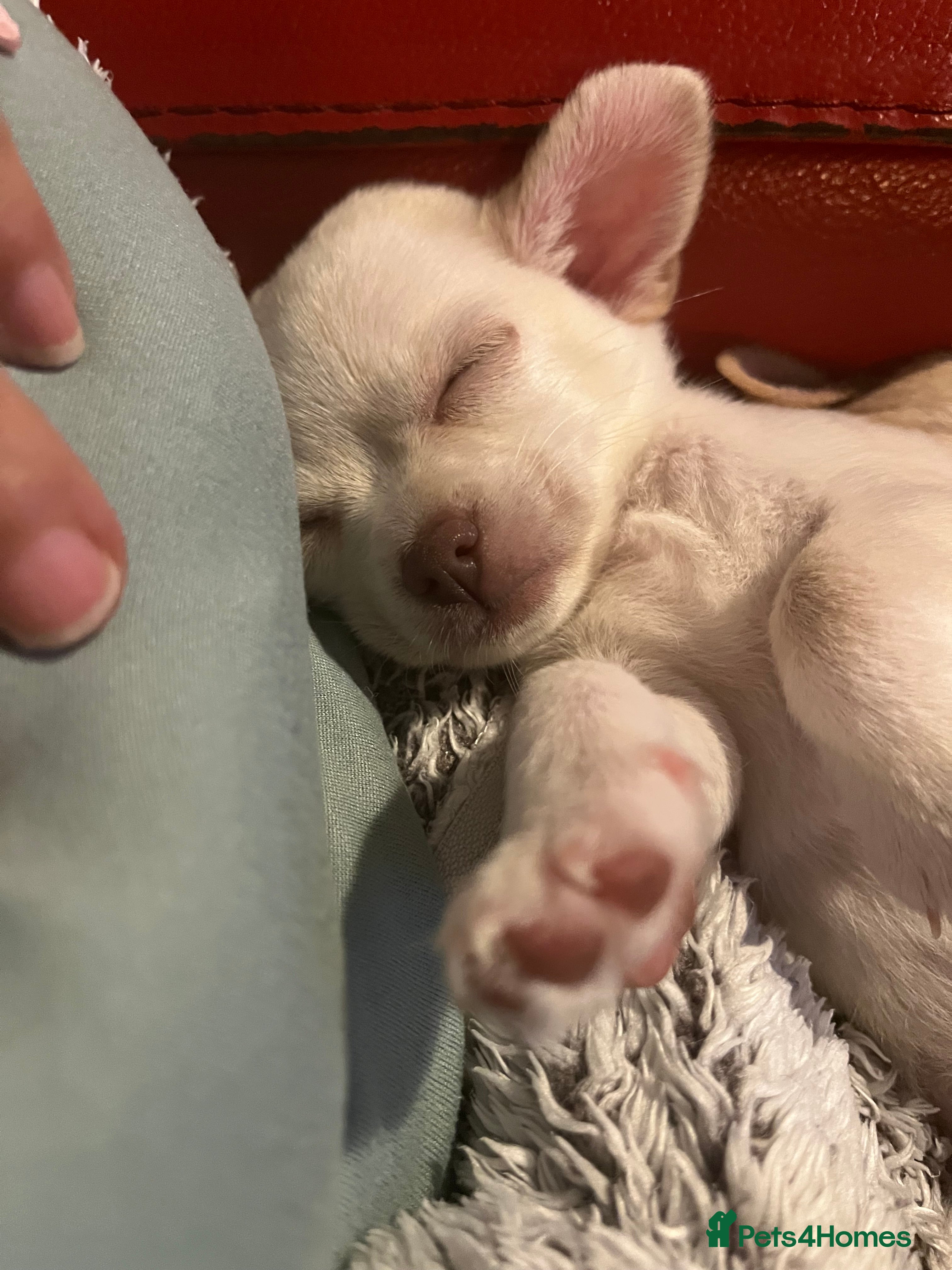 Chihuahua dogs Pure girl chihuahua  - Advert 9