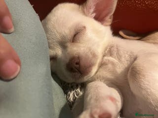 Chihuahua dogs Pure girl chihuahua - Advert 15