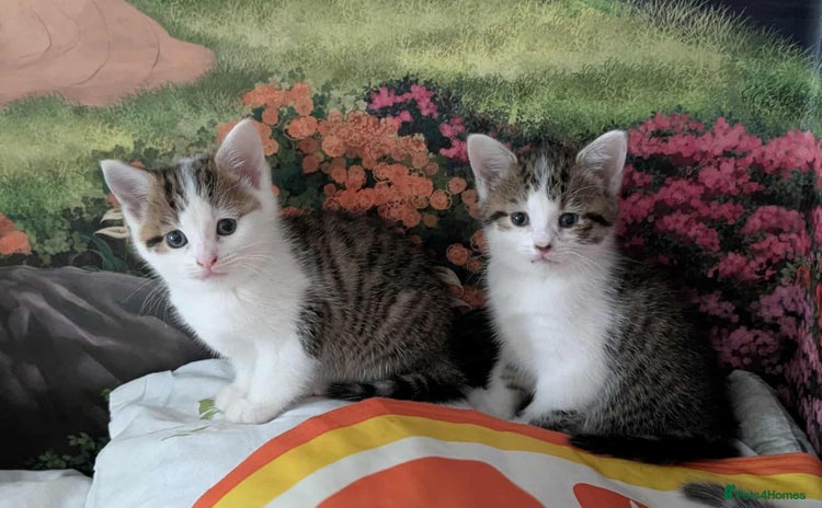 British Shorthair cats - Advert 8