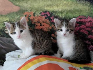 British Shorthair cats - Advert 32