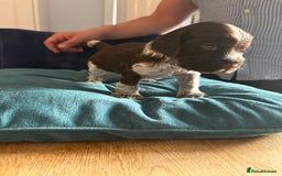 Cocker Spaniel dogs for sale: KC Registered Show Cockers - Image 15