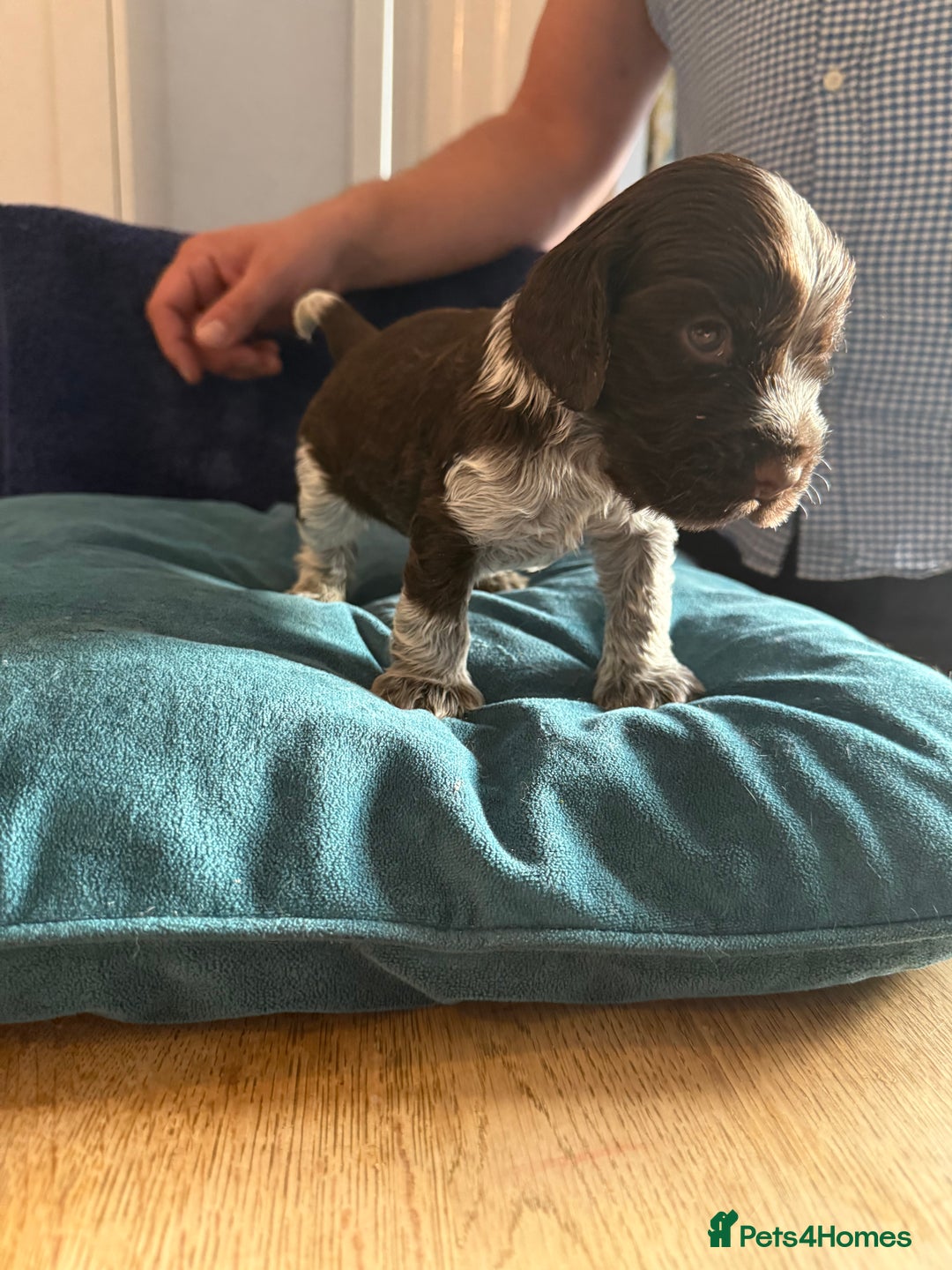 Cocker Spaniel dogs for sale: KC Registered Show Cockers - Image 15