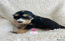Cocker Spaniel dogs for sale: 🐾 Adorable Cocker Spaniel Puppies for Sale! 🐾  - Image 6