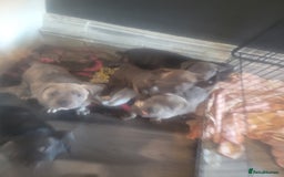 Staffordshire Bull Terrier dogs for sale: Staffy Babies Ready to leave - Image 36