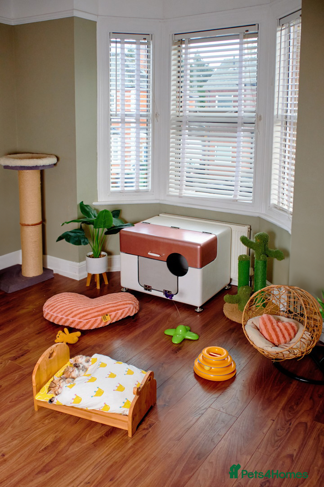 British Longhair cats for sale: Golden British Longhair Kitten - Advert 11