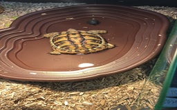 Hermann Tortoise reptiles for sale: Female tortoise  - Image 3