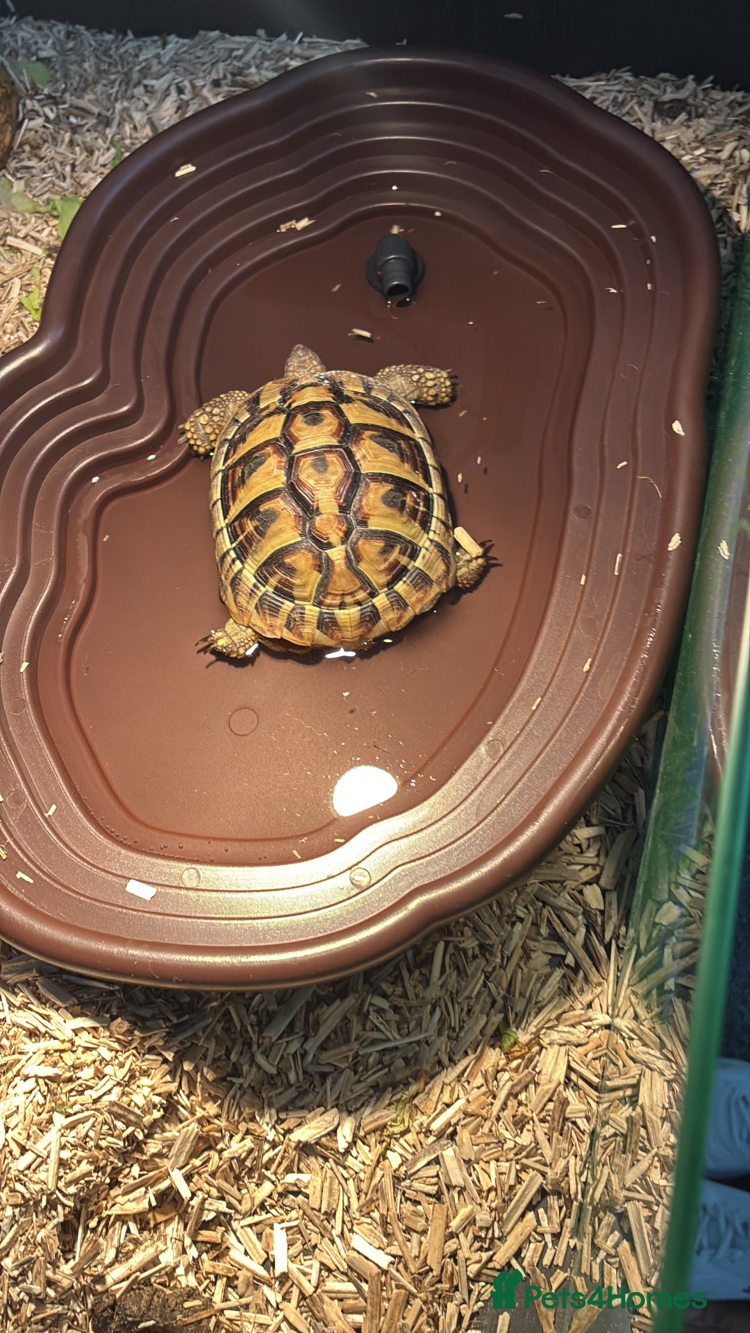 Hermann Tortoise reptiles for sale: Female tortoise  - Image 3
