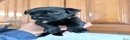 Rottweiler dogs for sale: 2 Rottweiler Puppies Left - 1 Boy 1 Girl  in Swadlincote - Advert 4