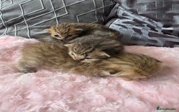 Scottish Fold cats for sale: 5 Beautiful ScottishFolds Kittens - Image 16