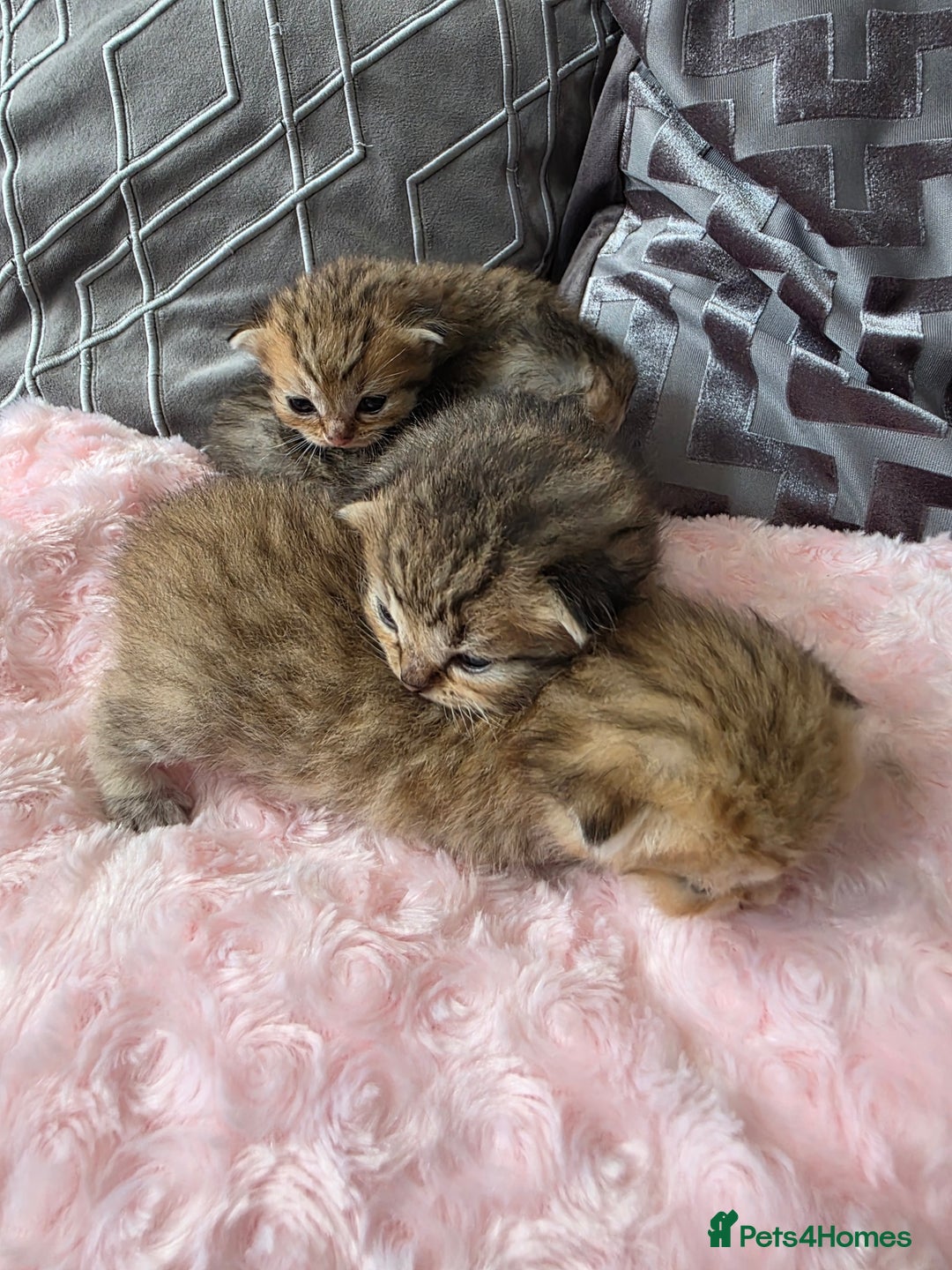 Scottish Fold cats for sale: 5 Beautiful ScottishFolds Kittens - Image 16
