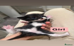 Domestic Shorthair cats for sale: Kittens - Image 4