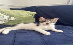 Mixed Breed cats for sale: Tabby kittens - Image 9