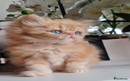 Persian cats for stud: Persian stud service  - Image 16