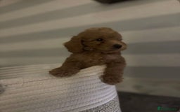 Miniature Poodle dogs for sale: Gorgeous apricot miniature poodle puppies - Image 6