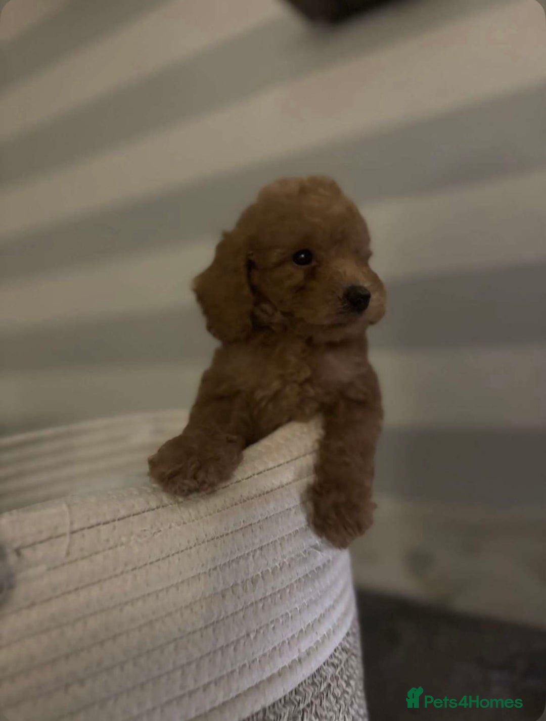 Miniature Poodle dogs for sale: Gorgeous apricot miniature poodle puppies - Image 6