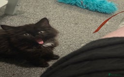 British Longhair cats for sale: Male kitten British long hair x mainecoone - Image 13