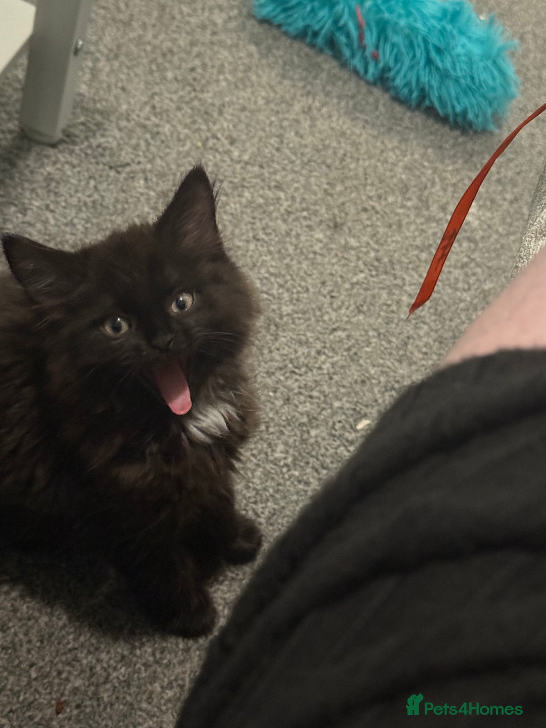 British Longhair cats for sale: Male kitten British long hair x mainecoone - Image 13