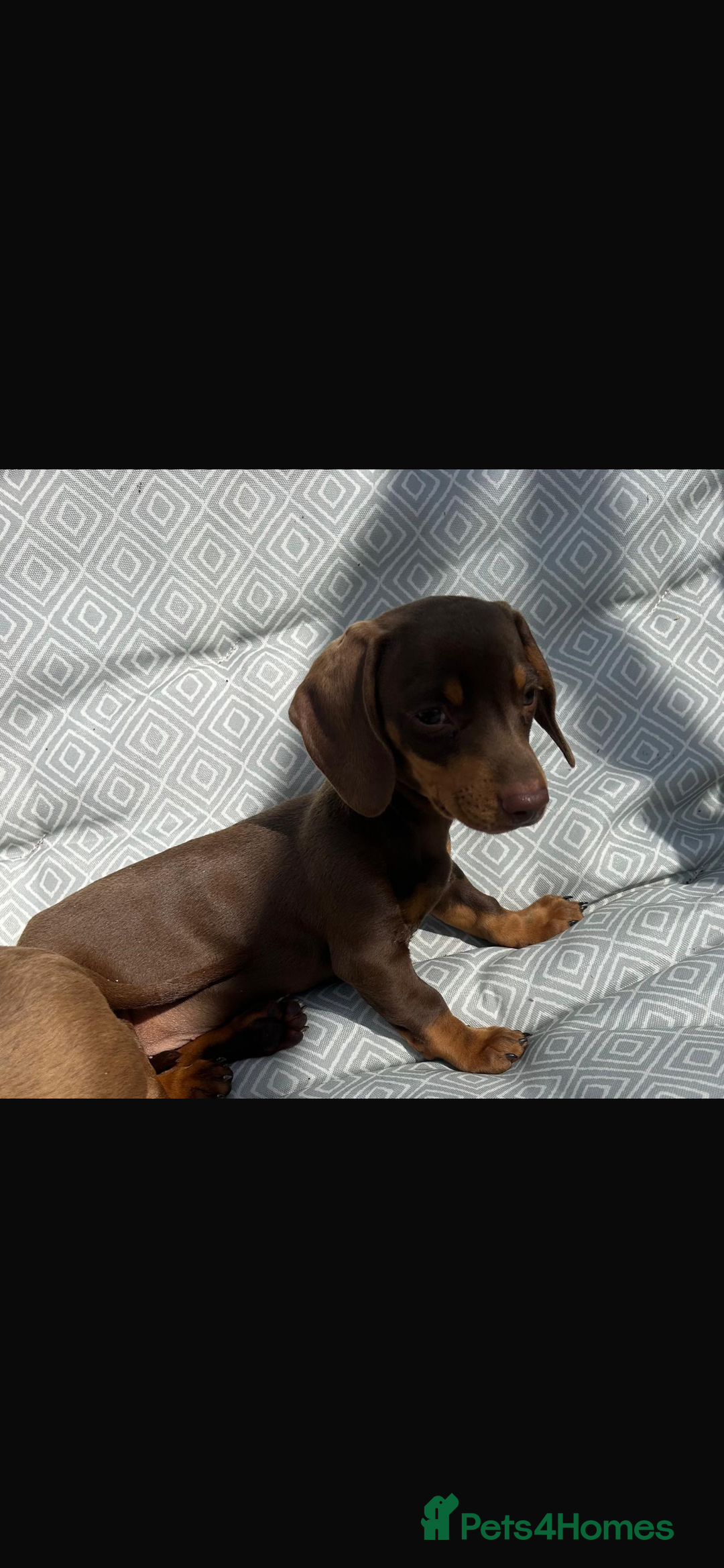 Miniature Dachshund dogs for sale: Mini dachshund puppies for sale !!!  - Image 7