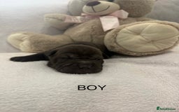 Shar Pei dogs for sale: 🔥 BEAUTIFUL SHARPEI PUPS 🔥  - Image 1