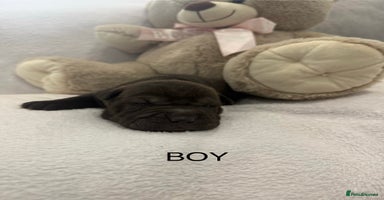 Shar Pei dogs - Advert 2