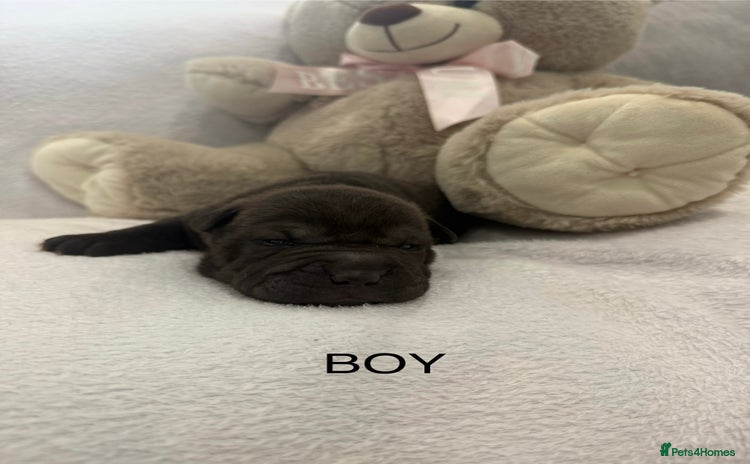 Shar Pei dogs - Advert 2