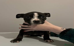 Mixed Breed dogs for sale: Staffordshire bull terrier  - Advert 3