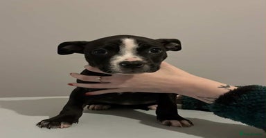 Mixed Breed dogs Staffordshire bull terrier  - Advert 9