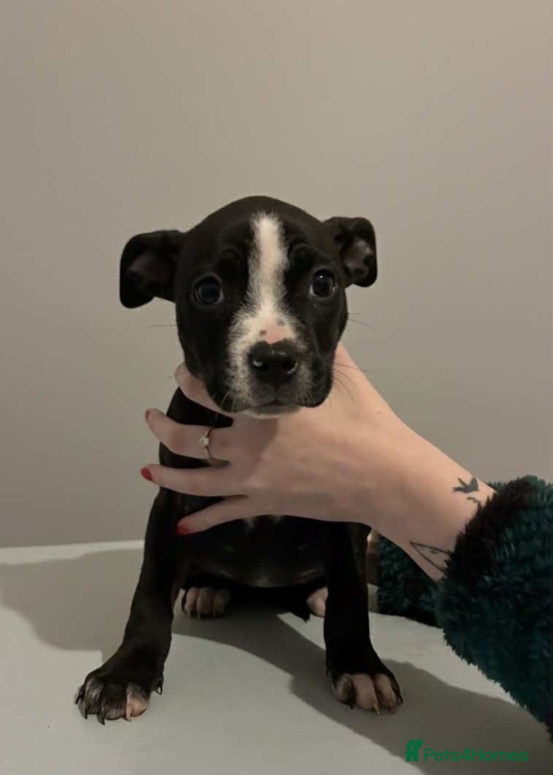 Mixed Breed dogs for sale: Staffordshire bull terrier  - Advert 3