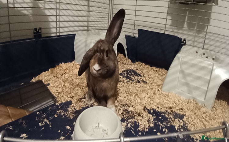 Mini Lop rabbits 2 brother bunnies - Advert 2