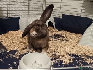 Mini Lop rabbits 2 brother bunnies - Advert 1