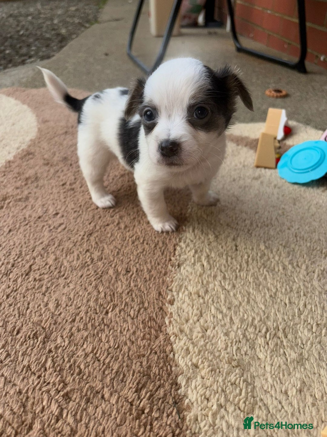 Mixed Breed dogs for sale: Adorable Puppies for sale - Advert 3