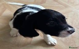 Sprocker dogs for sale: Sprocker puppies  - Image 2