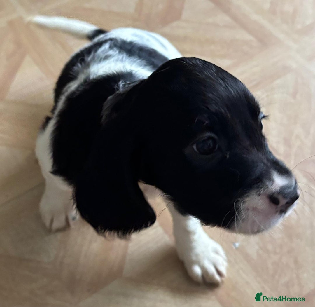 Sprocker dogs for sale: Sprocker puppies  - Image 2