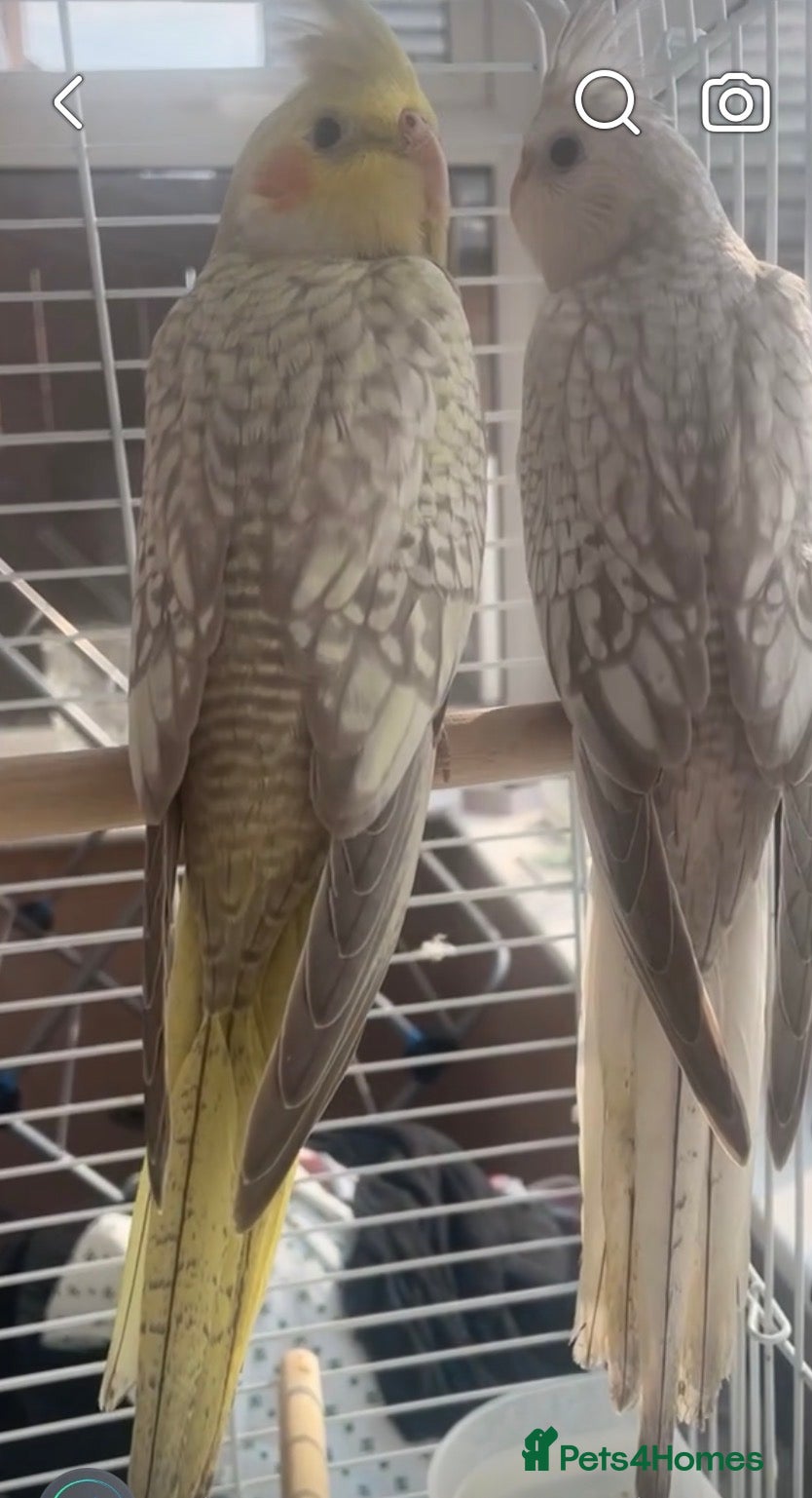 Cockatiels birds Silvercrest Cockatiels’s  - Advert 12