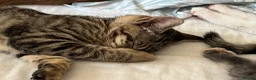 Mixed Breed cats for sale: Kittens looking new home  in London - Advert 7