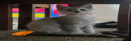 Maine Coon cats for sale: Ready Immediately. TICA 100% Maine Coon rare color - Advert 7