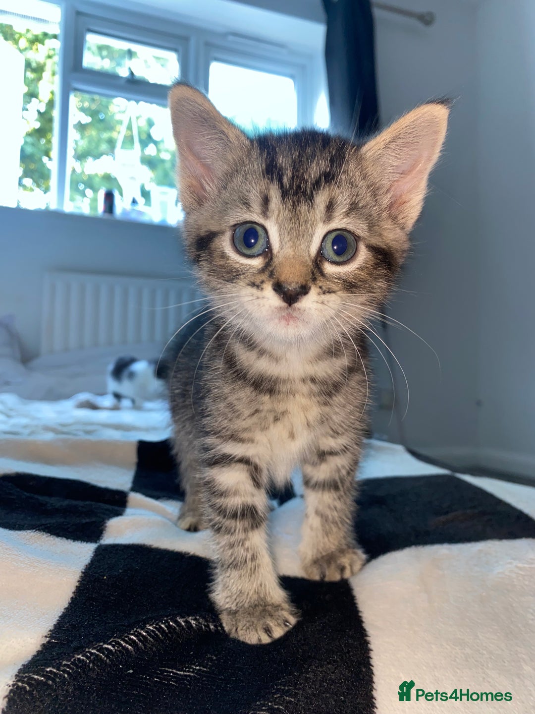 Mixed Breed cats for sale: ❗️2 litters for sale❗️ - Image 11