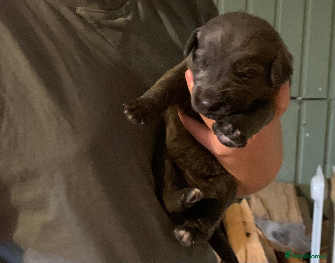 Mixed Breed dogs for sale: Labradoodle greyhound mix  - Advert 3