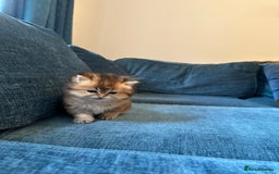 British Longhair cats for sale: Rare Golden Shaded British Longhair Girl Teddy  - Image 20