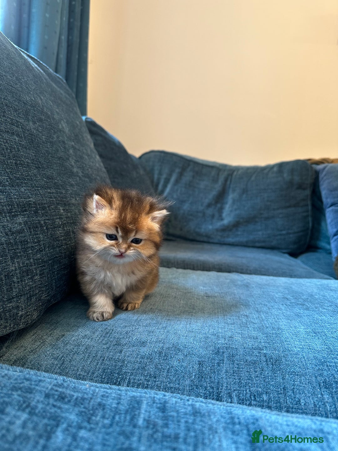 British Longhair cats for sale: Rare Golden Shaded British Longhair Girl Teddy  - Image 20
