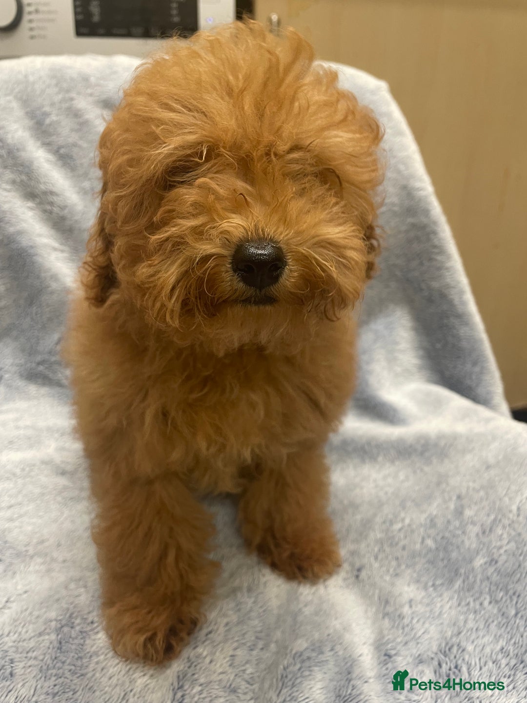 Toy Poodle dogs for sale: Stunning tiny toy poodles  - Advert 12