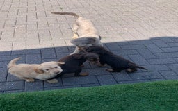 Cockapoo dogs for sale: ((Ready now))F1b cockerpoo puppies  - Image 8