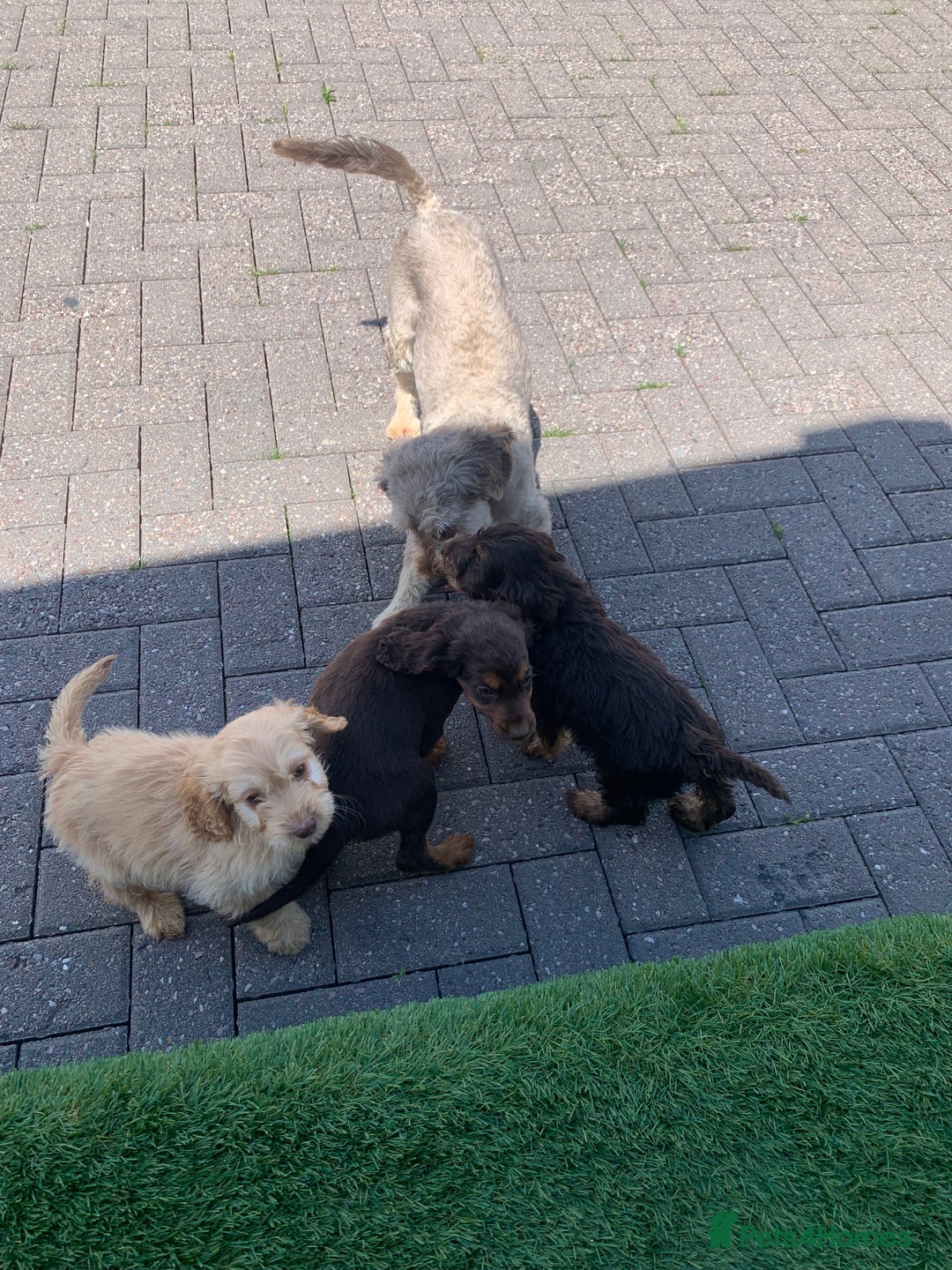 Cockapoo dogs for sale: ((Ready now))F1b cockerpoo puppies  - Image 8