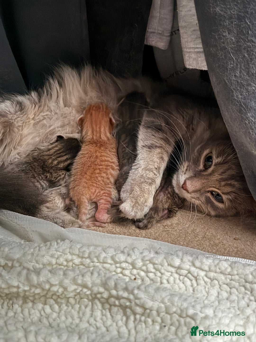 Maine Coon cats for sale: Grey Ragdoll / Mainecoon kitten - Image 11