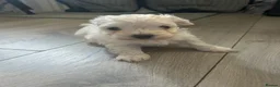 Maltese dogs for sale: Adorable Maltese puppies, ready now - Advert 4