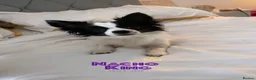 Mixed Breed dogs for stud: Nacho - Advert 5