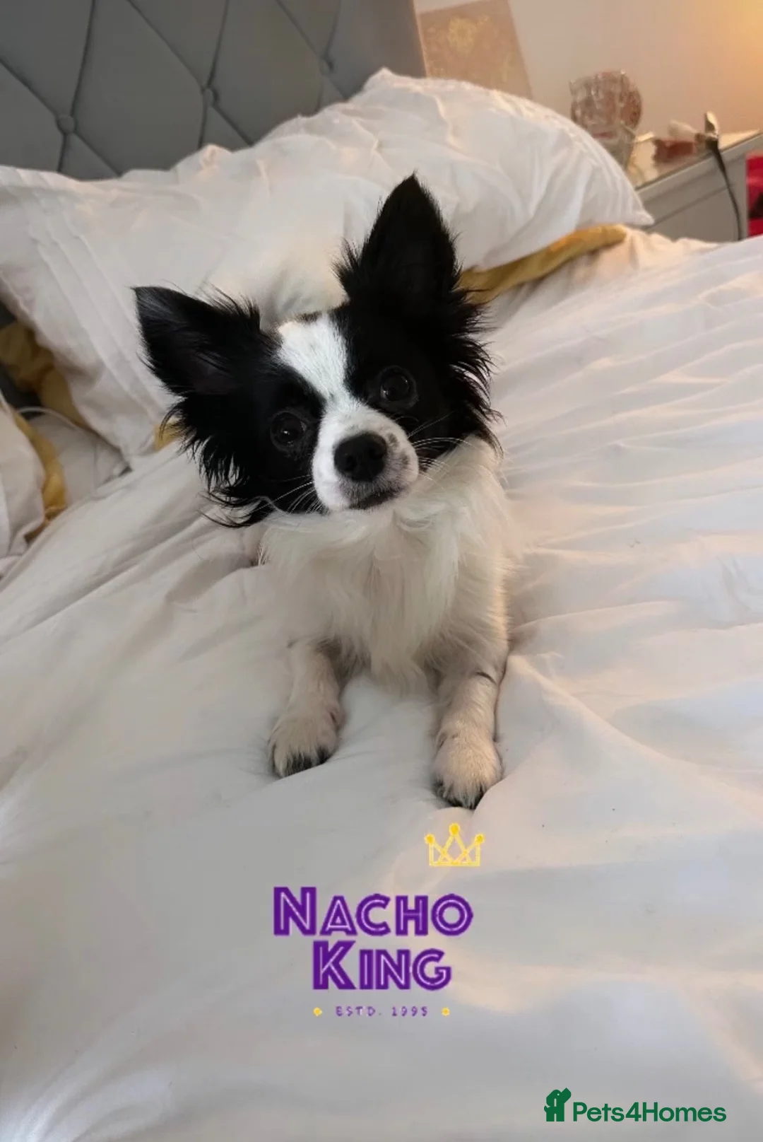 Mixed Breed dogs for stud: Nacho - Advert 5