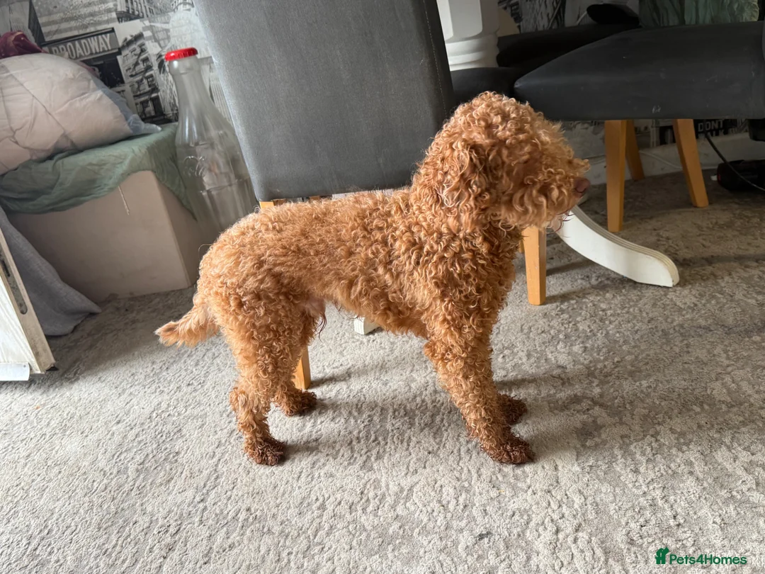 Cockapoo dogs for stud: Apricot Cockapoo for stud  - Advert 2