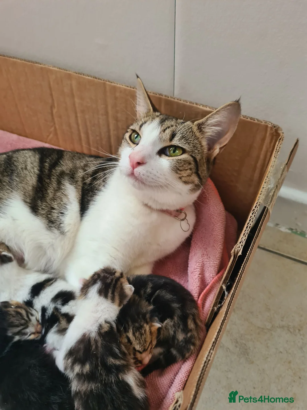 Aegean cats for sale: Kittens - Advert 1
