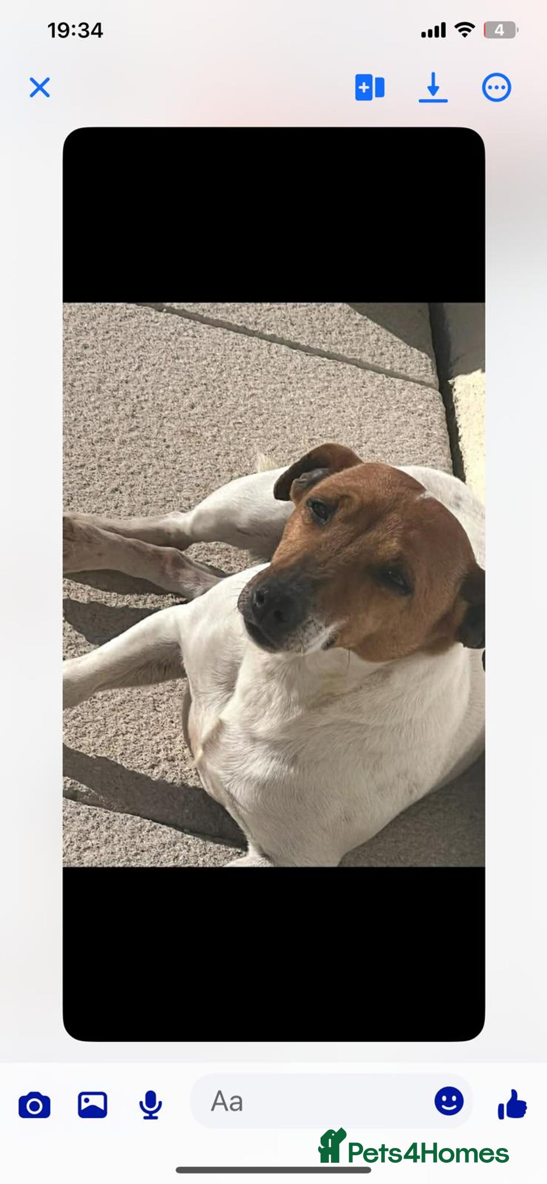 Jack Russell dogs for sale: Beautiful Jack Russell boy - Advert 5